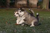ALASKAN MALAMUTE 637